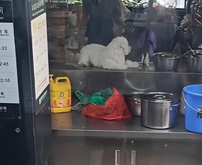餐饮店回应宠物狗趴台面引质疑