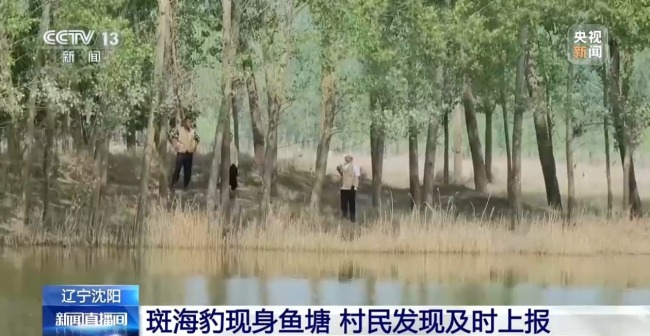 国家一级捍卫动物斑海豹现身乡村鱼塘