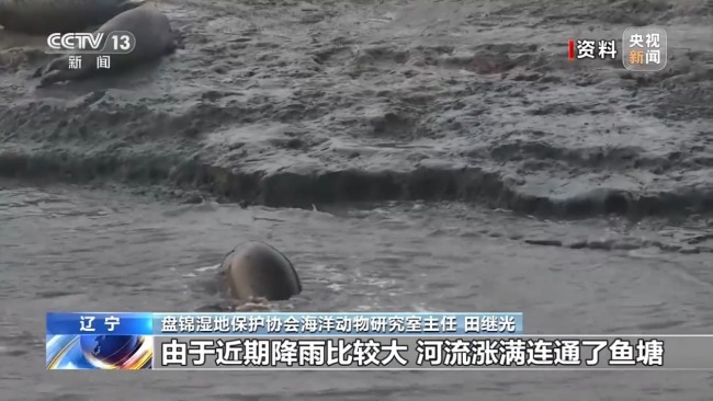 国家一级保护动物斑海豹现身乡村鱼塘
