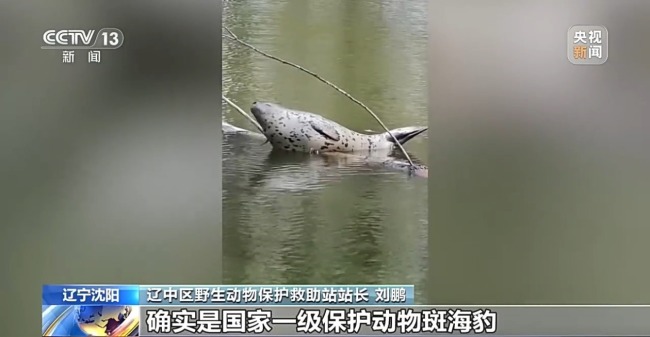 国家一级保护动物斑海豹现身乡村鱼塘