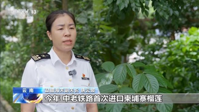 中老铁路助力 云南鲜榴莲进口领跑全国