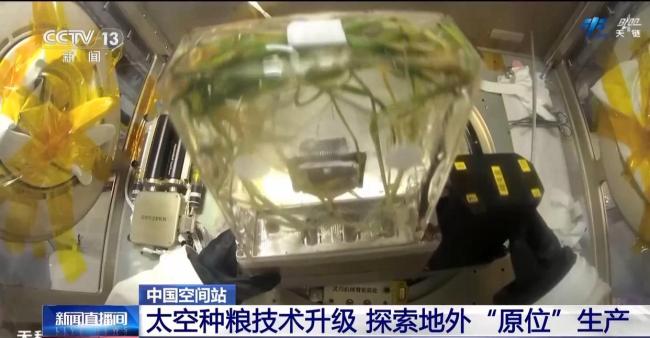 在轨连续培养两代水稻实验进展顺利 太空种粮技术升级