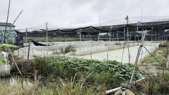 多地通报牛蛙产品抗生素超标问题 产销链失守引关注