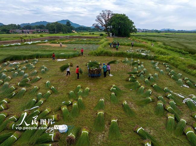 江西金溪：灯芯草特色产业赋能乡村振兴