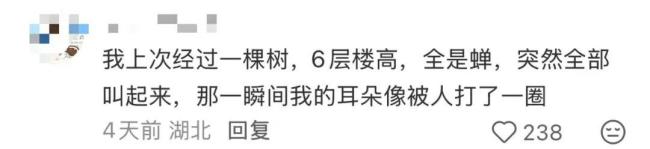 多人因蝉鸣听力受损 高温加剧蝉鸣影响