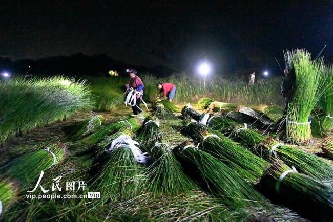 江西金溪：灯芯草特色产业赋能乡村振兴
