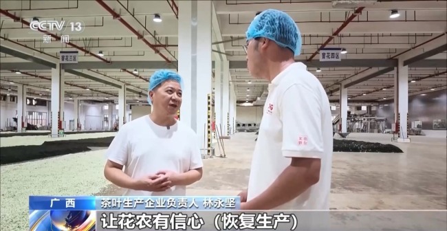 多方合力 广西横州茉莉花产业链灾后突围