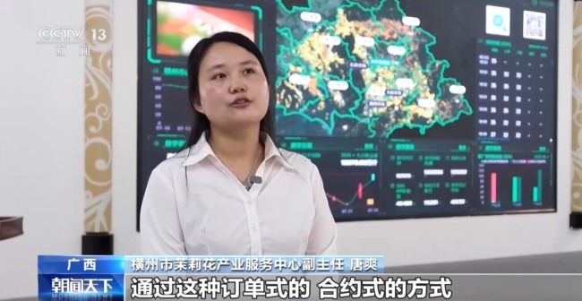 多方合力 广西横州茉莉花产业链灾后突围