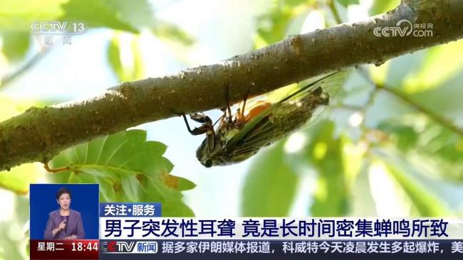 长时间密集蝉鸣或致突发性耳聋