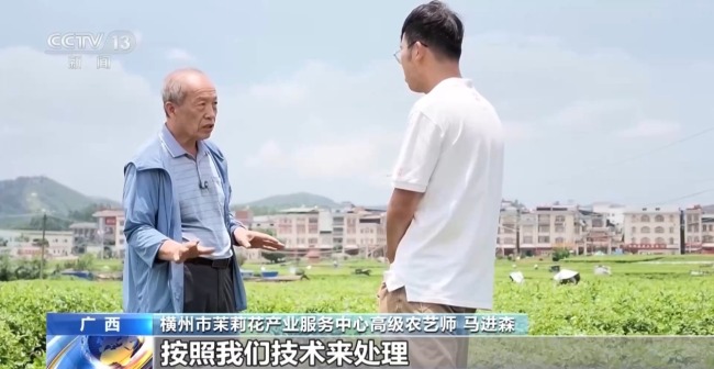多方合力 广西横州茉莉花产业链灾后突围
