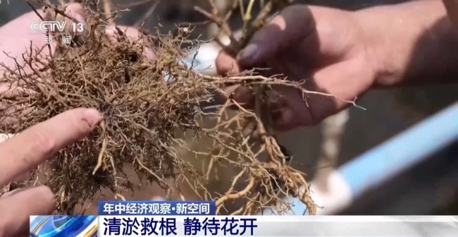 多方合力 广西横州茉莉花产业链灾后突围