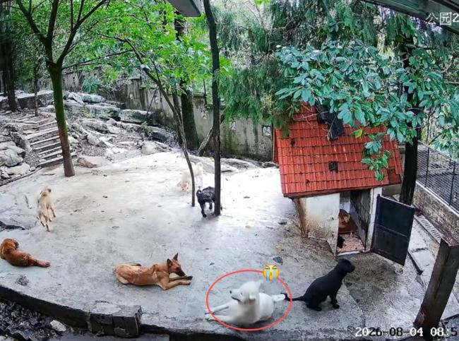 狗狗突然离世引来同伴围绕哀嚎