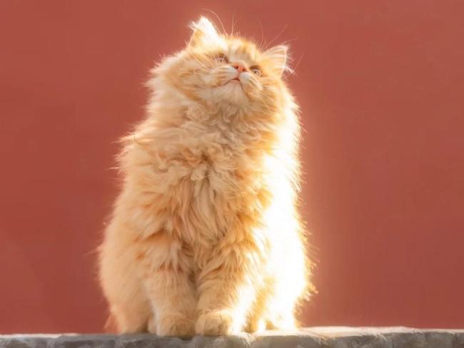 原来中国文人早就被猫“拿捏”了