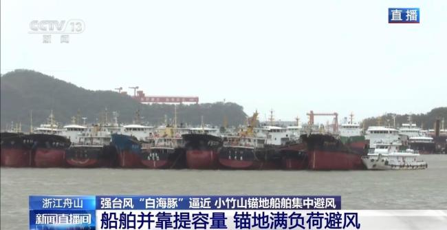 白海豚逼近浙闽沿海 舟山客运全线停航