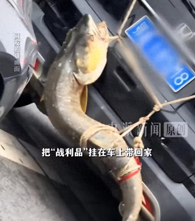 把1.6米大鱼挂车后男子否认炫耀