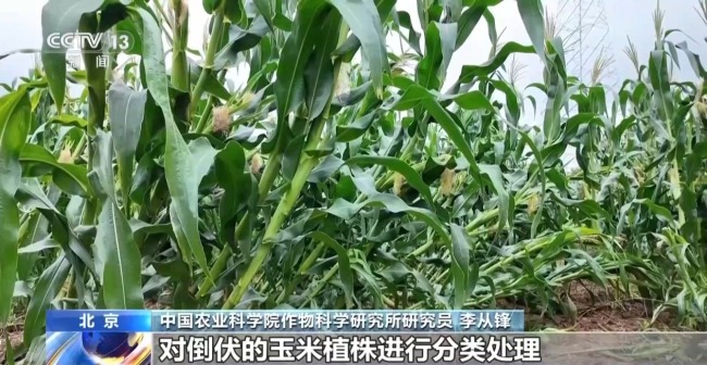 河南部分地区旱涝急转 农作物如何科学管护？