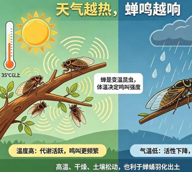 今年已有多人被蝉鸣“震聋” 高温蝉鸣引发听力危机