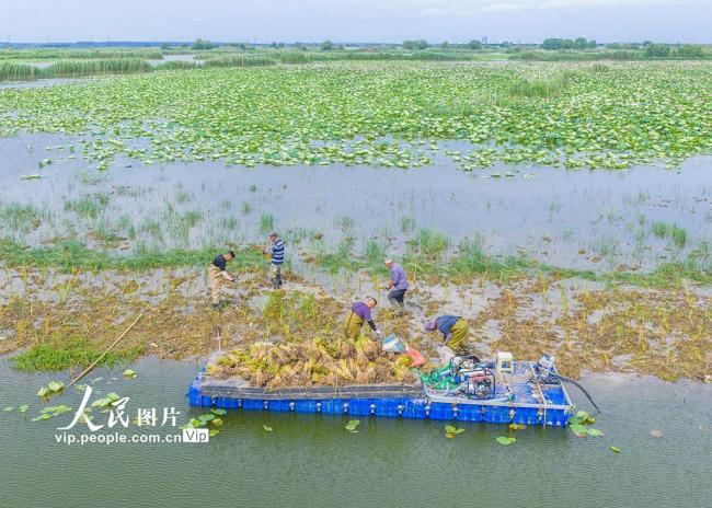 江苏泗洪：栽插蒲草 恢复湿地生态