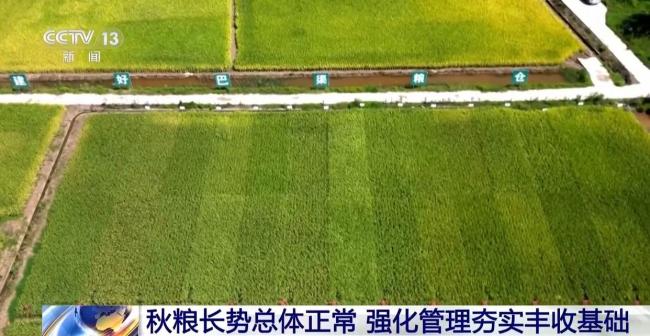 全国秋粮长势总体正常 强化管理夯实丰收基础