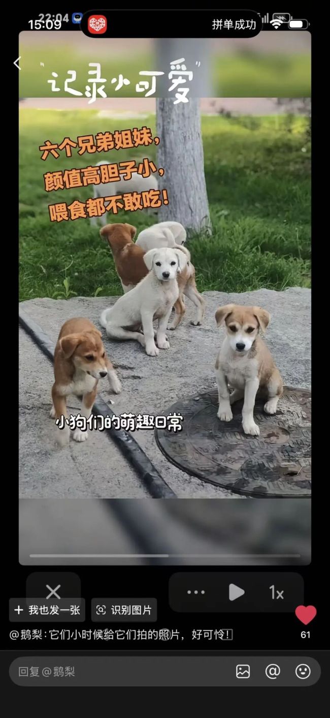 太原龙潭公园疑发生投毒事件 流浪狗中毒引担忧
