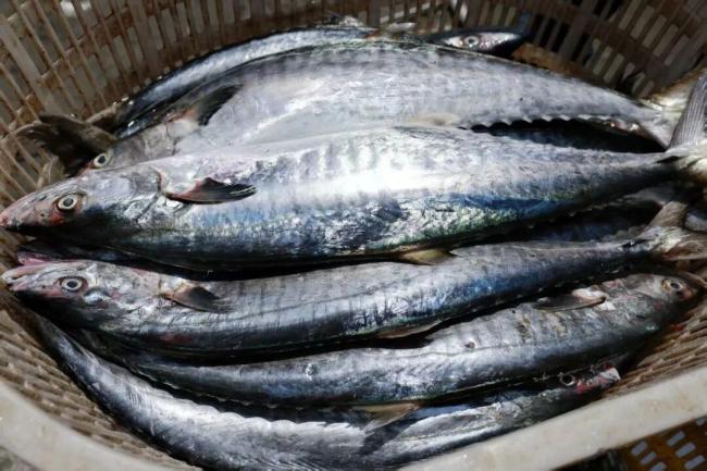 开渔后的第一波生猛海鲜已到广州 阳江鱼王3.8万元拍出