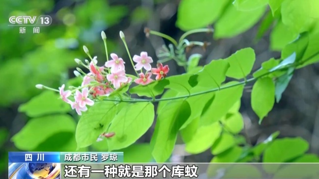 “咬人最凶”的蚊子 认识白纹伊蚊_新闻频道_中华网
