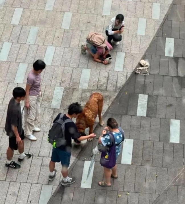 香港恶犬主人已被控告