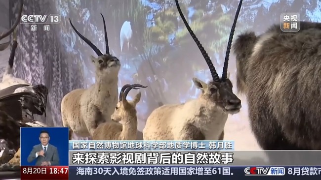 “追剧”成暑期文旅新潮流 联动解锁科普新场景