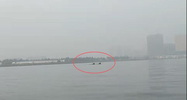 记者实地探访郑州北龙湖“大鱼” 巨型鱼类引发热议
