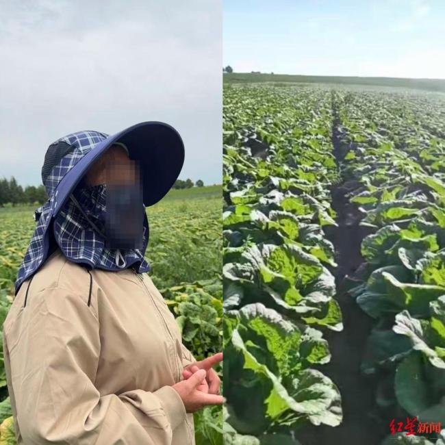 河北康保县白菜收购价大幅下跌 甲醛风波致滞销危机