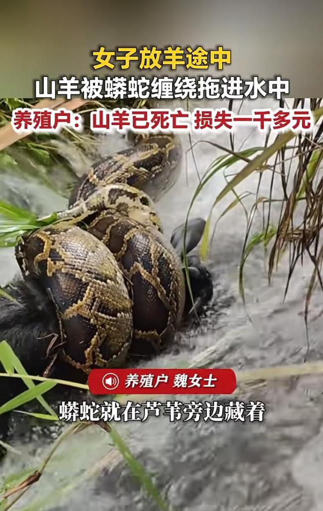 山羊被蟒蛇缠住拖进水中后死亡