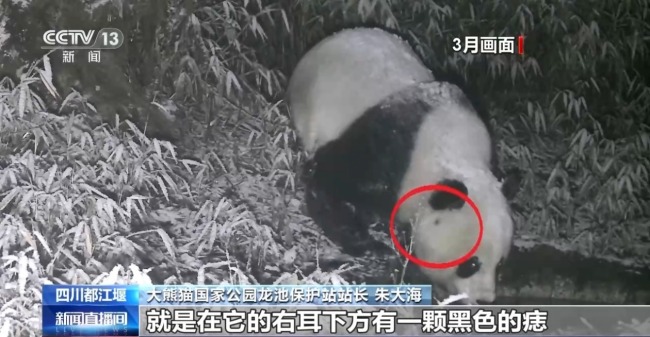 罕见！野生大熊猫同点位高频活动