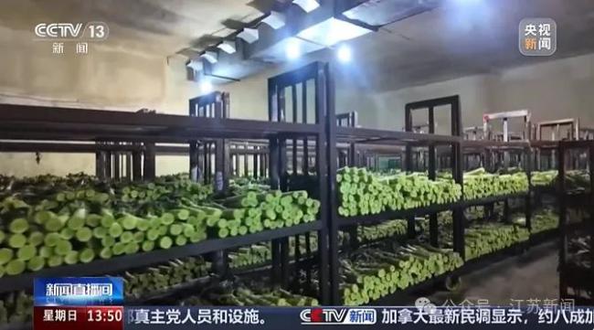 11.8吨“染色莴笋”已销毁