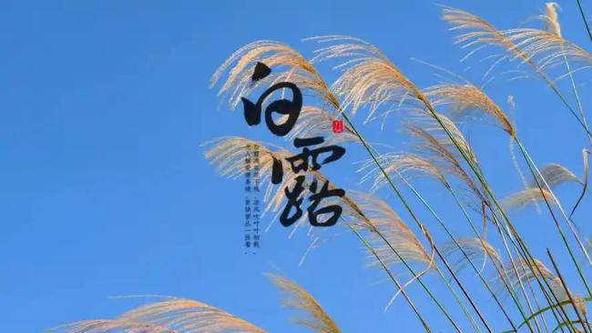 “老怕白露”,退休老人4事不做 顺应时节调养身体