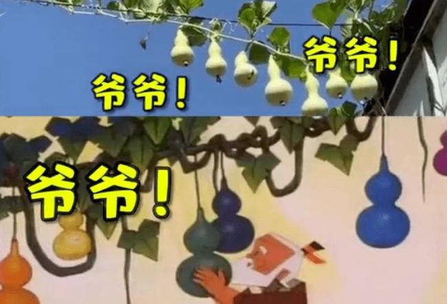 葫芦娃爷爷隔壁咖啡店挂了7个葫芦 游客打卡新热点