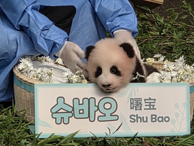 在韩出生的第四只大熊猫宝宝今天一百天啦