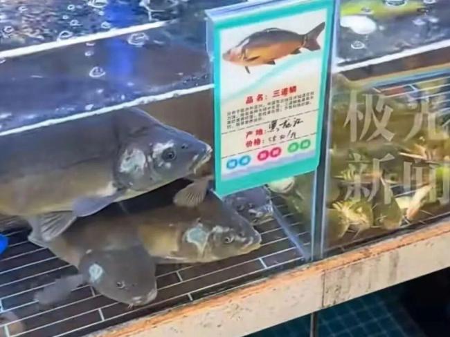黑龙江“三道鳞”在上海身价暴涨,这种少刺肉厚的东北家常鱼,你认识吗?