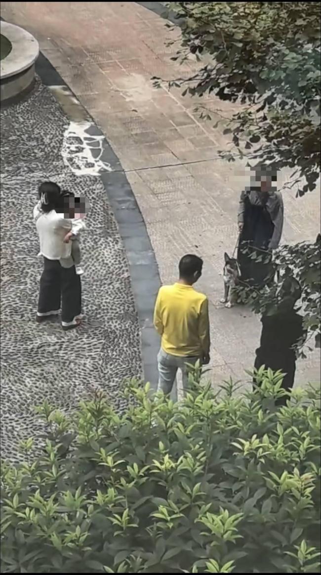 警方回应伤人犬只主人已被控制 烈犬咬伤多人引发关注
