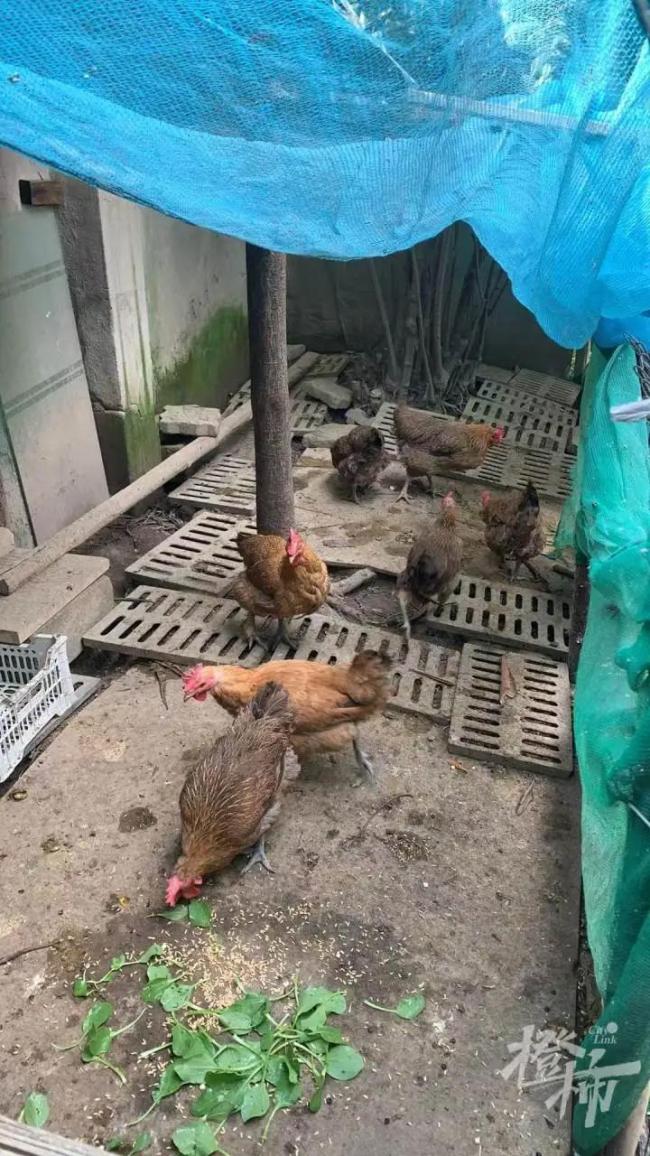 女子做饭发现三黄蛋：像中了彩票，罕见一幕引热议