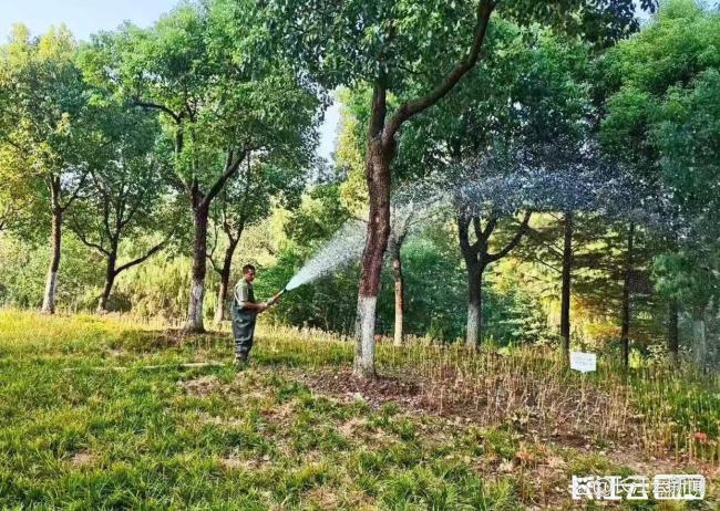 武汉光谷三路湿地公园石蒜花海已上线 秋日限定美景