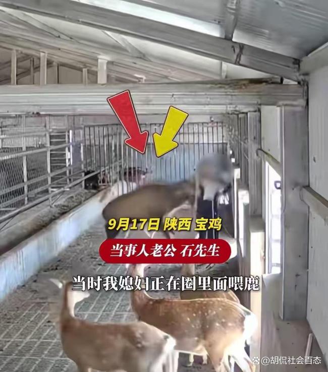 女子直播遭发情公鹿偷袭