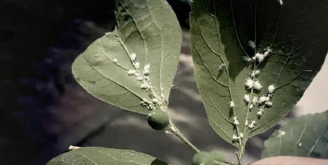黑龙江黑河大量飞虫成群扑向汽车 荧光绿车遭虫铺满