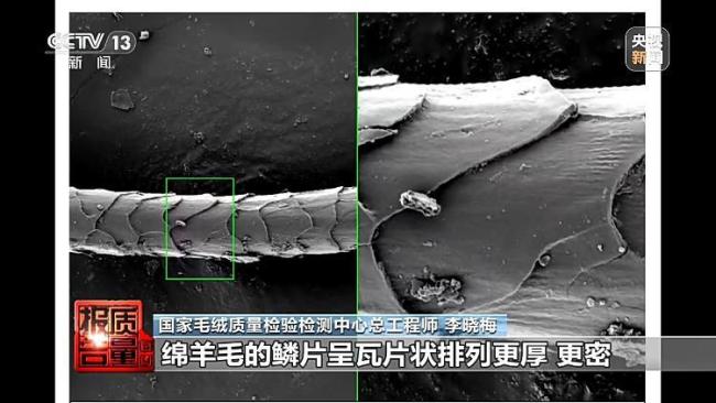 “绵羊绒”竟一根羊绒都没有 市场乱象揭秘