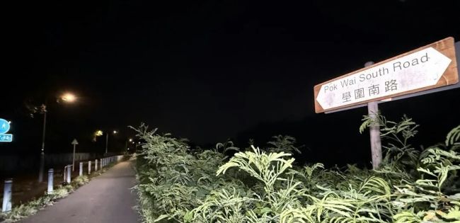 香港27岁女子被狗群追逐致死 野狗袭击引发关注