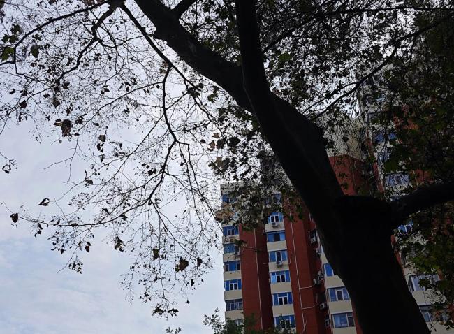 为什么今年北京的毛毛虫“存在感”这么强？雨多是原因之一
