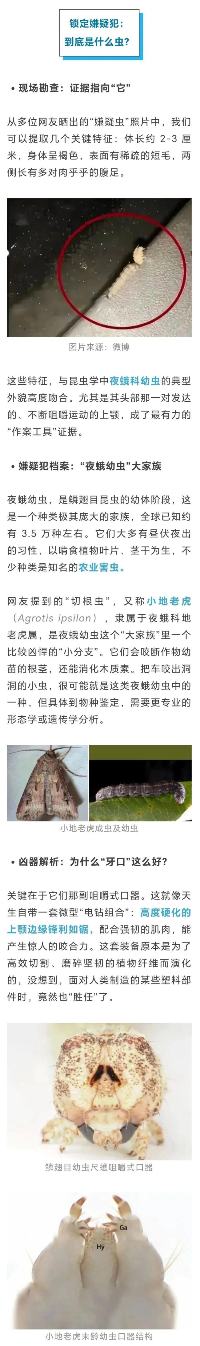 汽车别长时间停在这种树下