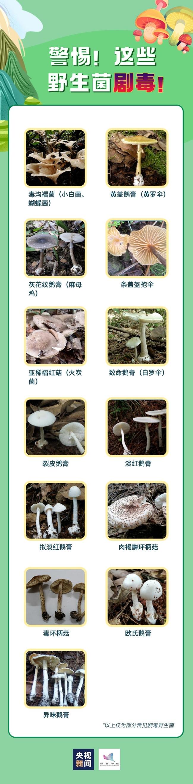 路边彼岸花、银杏果别乱碰 美丽背后的隐患