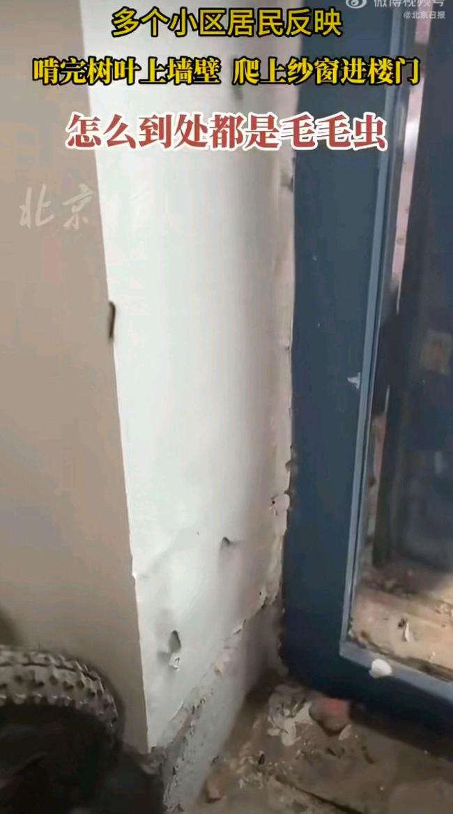 北京释放7亿只小蜂治毛毛虫 以虫治虫大战启动