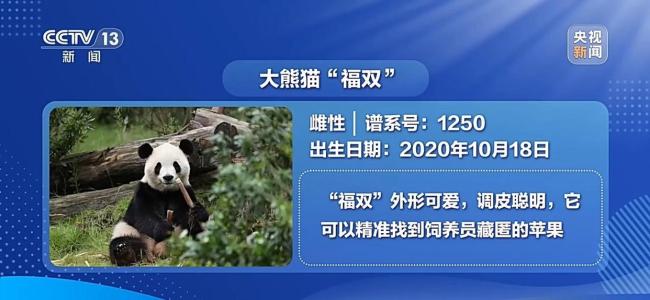 大熊猫“平平”“福双”抵达美国