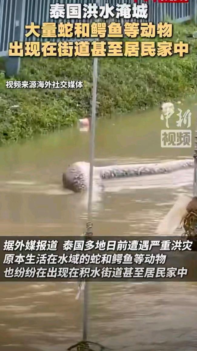 泰国洪灾后大量蛇和鳄鱼出没 民众生活受威胁
